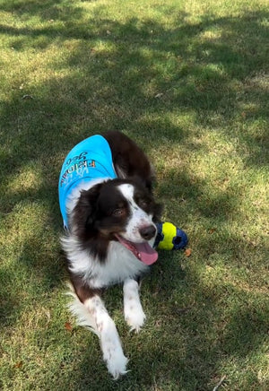 Parisian Pet 'Is It Friday Yet?' Embroidered Dog T-Shirt – Trendy Weekend Dog Apparel for Dogs & Cats, Light Blue