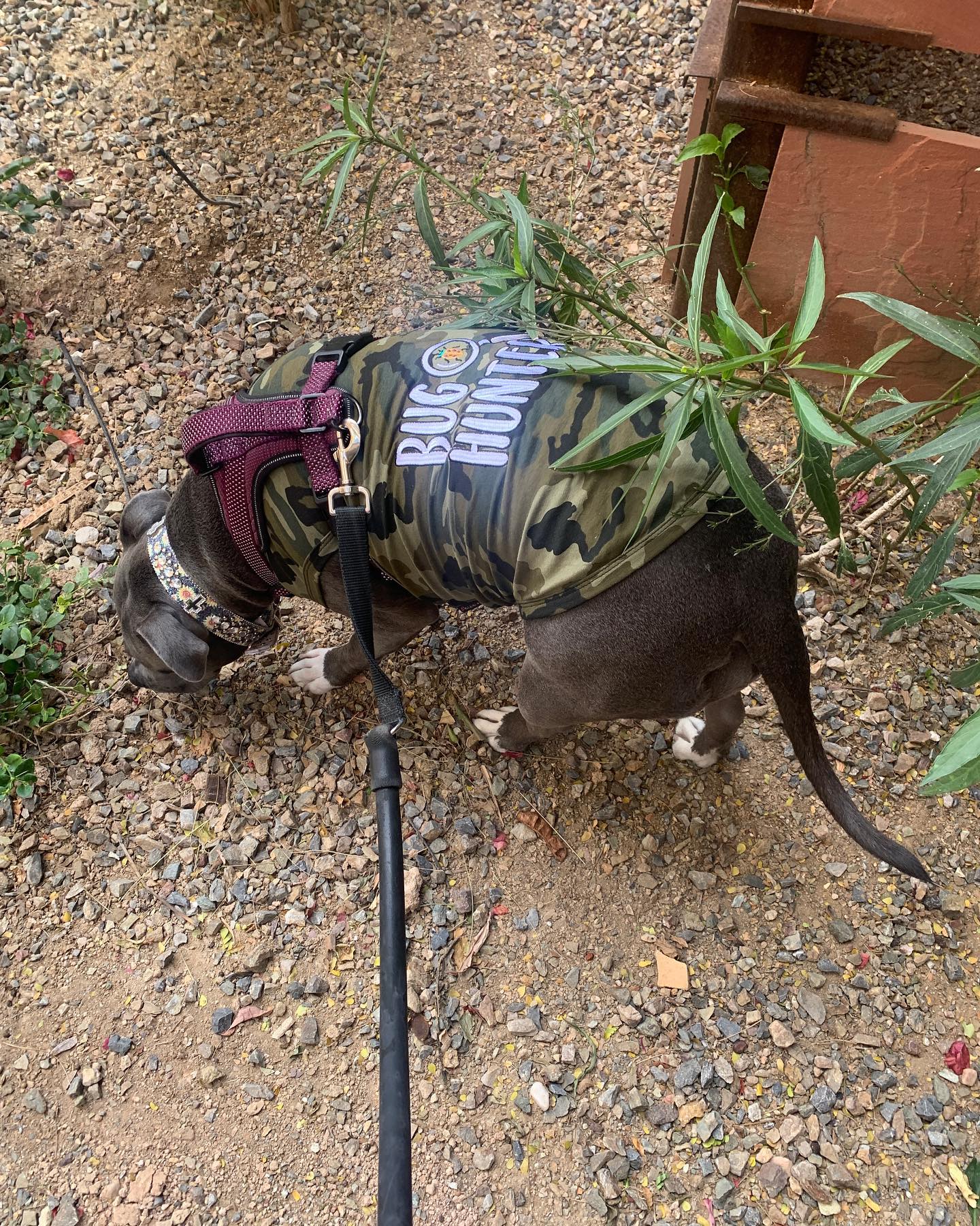 Parisian Pet 'Bug Hunter' Dog Shirt – Small Dog Casual Outfit with Funny Slogan for Dogs & Cats, Green